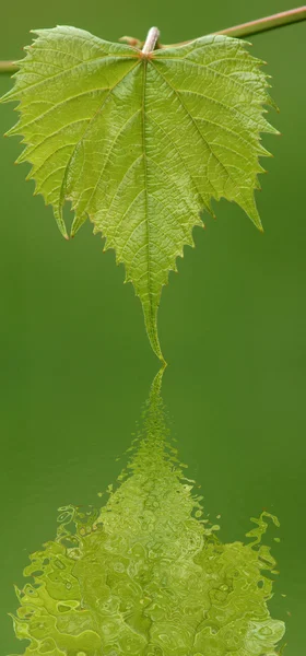Hoja de uva verde —  Fotos de Stock