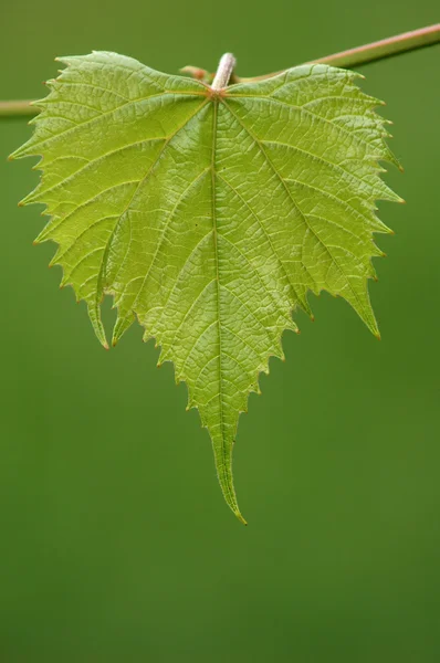 녹색 포도 잎 — 스톡 사진