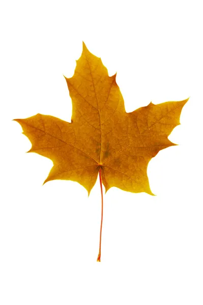 Brown maple leaf — Stock Photo, Image
