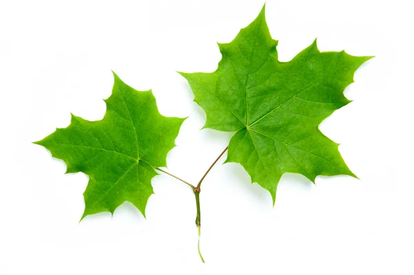 stock image Bright green maple leaves