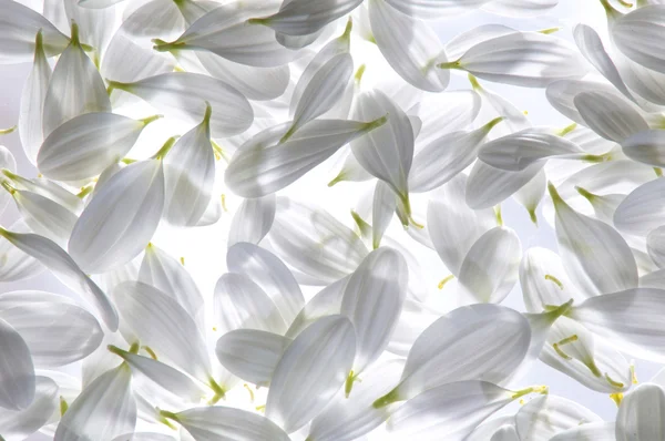 Witte bloemblaadjes — Stockfoto