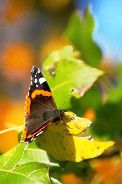 Schmetterling sitzt auf Blättern — Stockfoto