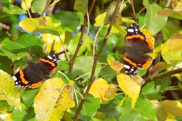 Mariposa sentada — Foto de Stock