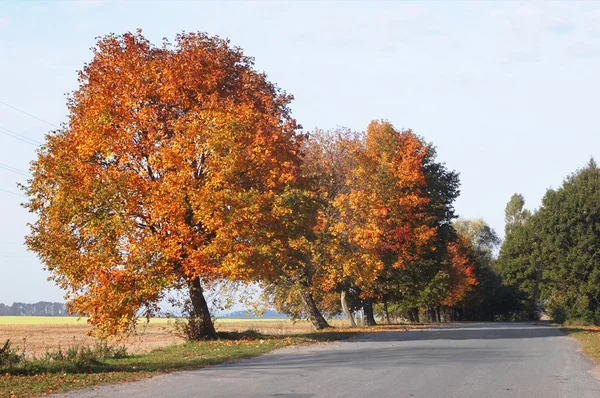 Yellow trees near the road — Stock Photo, Image