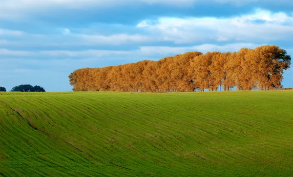 緑の牧草地と木々 — ストック写真