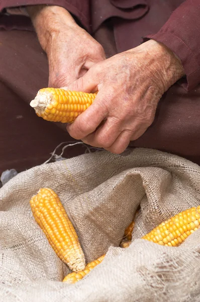 Stare układy z kukurydzy — Zdjęcie stockowe