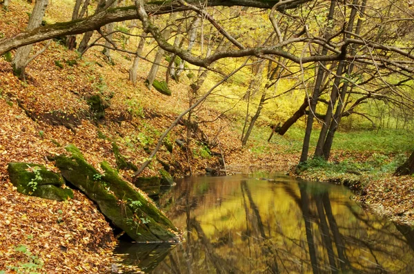 Ağaçlar arasında nehir — Stok fotoğraf