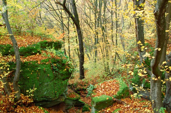 Roca en el bosque — Foto de Stock