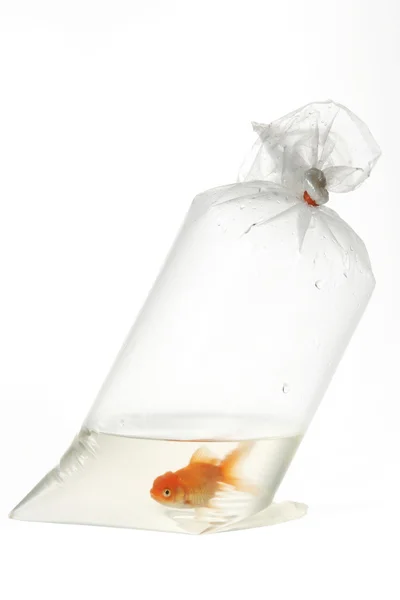 Золотая рыба в пластиковой упаковке — стоковое фото