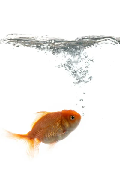 Pets fish in water — Stock Photo, Image