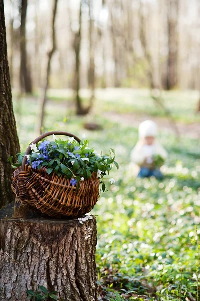 Košík s květy na jaře — Stock fotografie