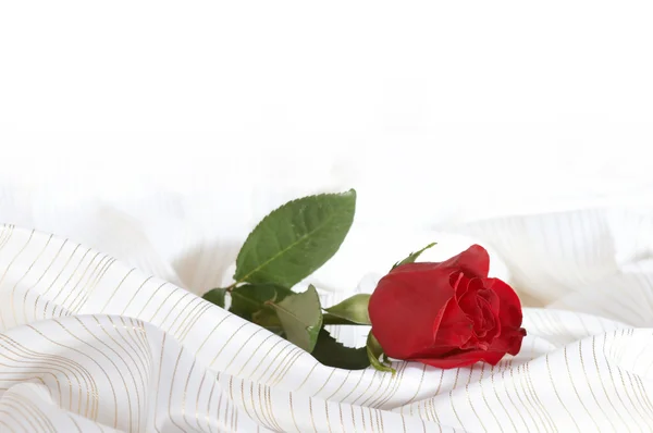 Роза на кровати — стоковое фото