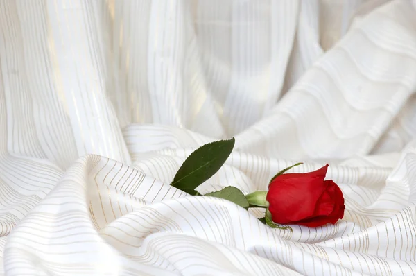 Роза на белом — стоковое фото
