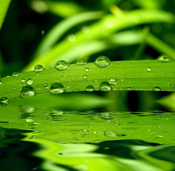 stock image Grass and dew