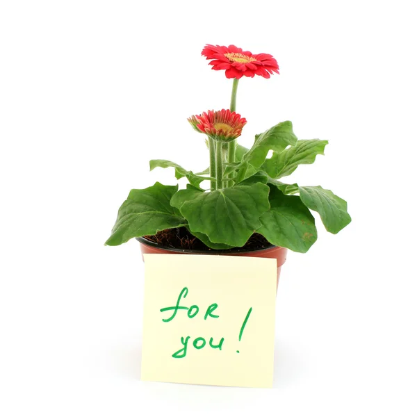For you — Stock Photo, Image