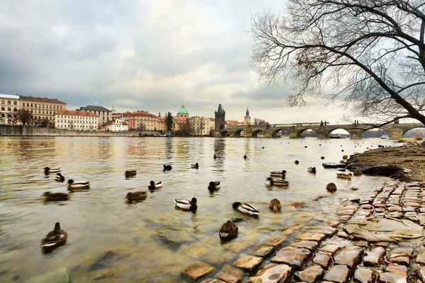 Floden vltava i Prag — Stockfoto
