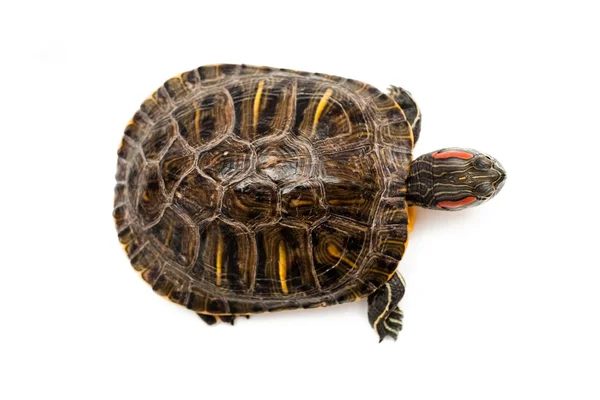 Red eared turtle — Stock Photo, Image