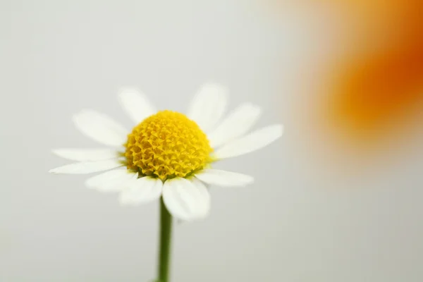 Маленький цветок — стоковое фото