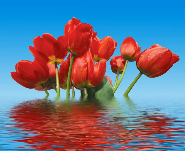 Reflektion av tulpaner — Stockfoto