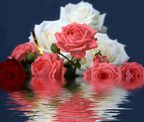 在水中的玫瑰 — 图库照片