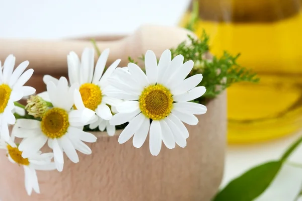 stock image Flowers