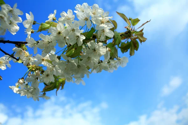 Cherry — Stock Photo, Image