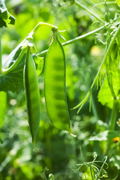 stock image Bean