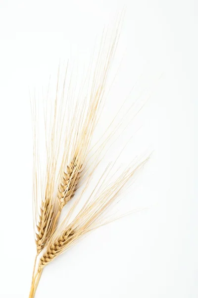 Ears of barley — Stock Photo, Image
