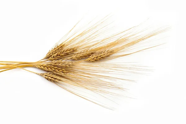 Bunch of barley — Stock Photo, Image