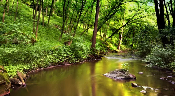 Water in forest — Stock Photo, Image