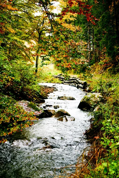 River in forest — Stock Photo, Image