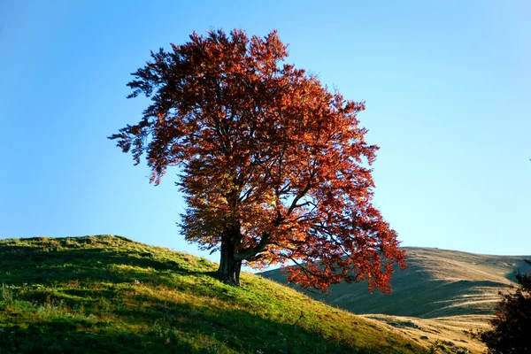 Дерево на холме — стоковое фото