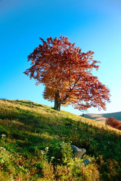 Höstens träd — Stockfoto