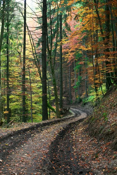 Lane w lesie — Zdjęcie stockowe