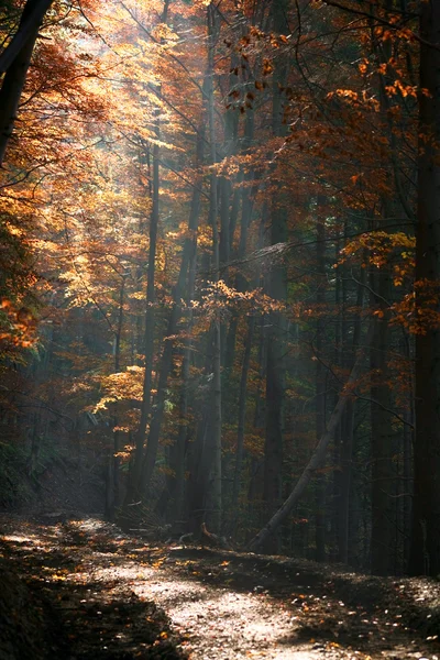 Autunno in una foresta — Foto Stock