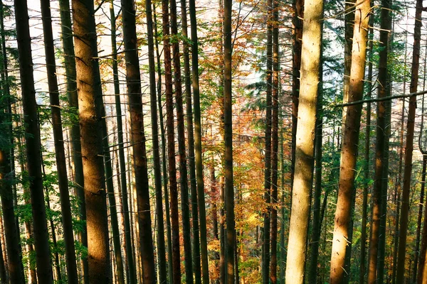 Árboles en un bosque — Foto de Stock