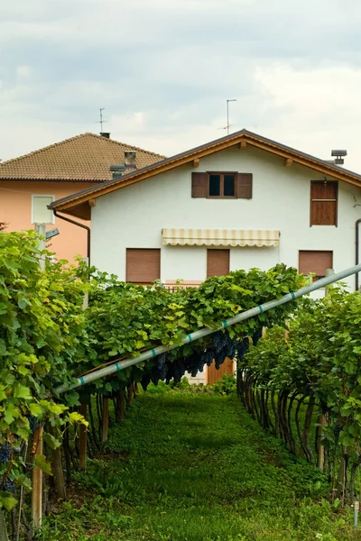 Casa com vinha — Fotografia de Stock