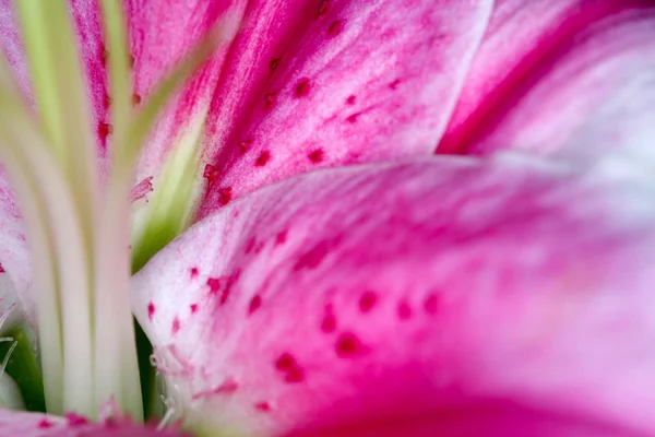 Abstraktní pozadí květiny — Stock fotografie