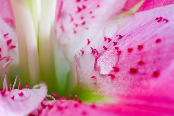 Abstrakter Hintergrund eines Blütenblattes mit Tau — Stockfoto
