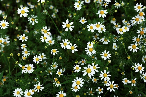 Mnoho květin — Stock fotografie