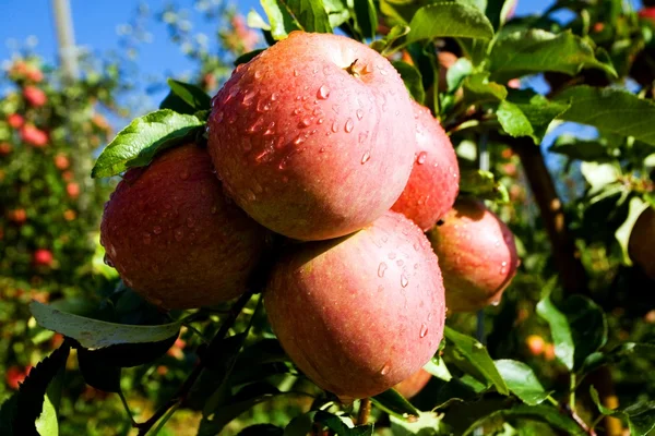 Яблоки на ветке — стоковое фото
