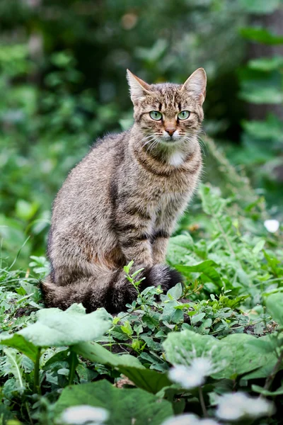 猫的肖像 — 图库照片