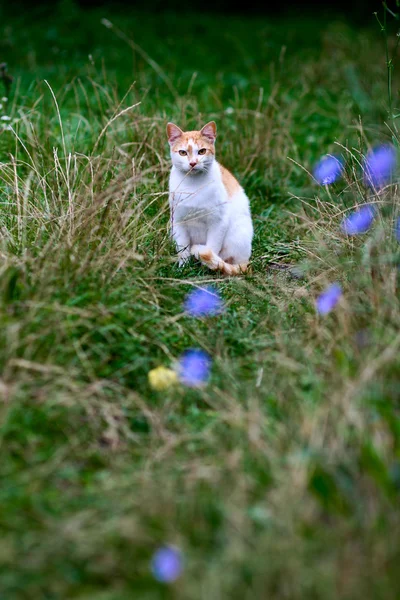 Kattunge utomhus — Stockfoto