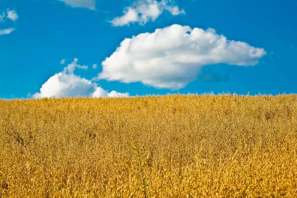 Cloud and field — Stock Photo, Image