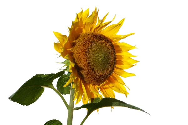 Słonecznik. na białym tle — Zdjęcie stockowe