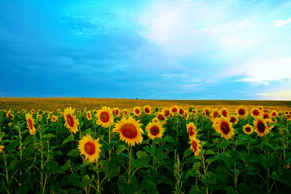 Желтое поле — стоковое фото
