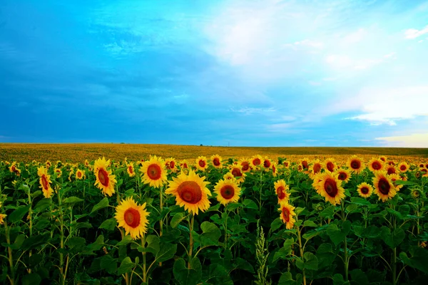 Campo amarelo — Fotografia de Stock