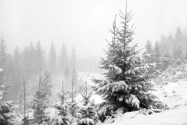 Zasněžené stromy — Stock fotografie
