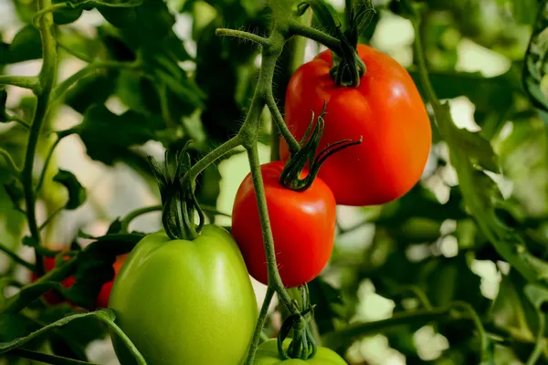 Tomates vermelhos e verdes — Fotografia de Stock