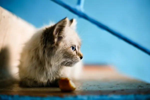 회색 새끼 고양이 — 스톡 사진